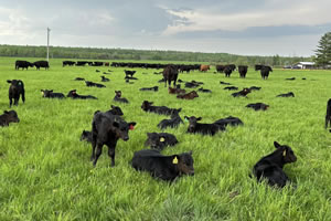 Mikrot Cattle